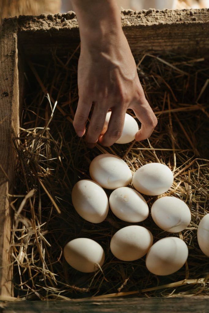 person holding white eggs on brown grass