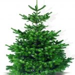 5 áno pre živý vianočný stromček