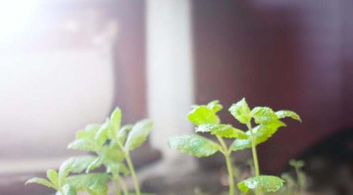 green leaf plant