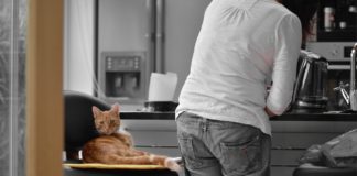Ako naučiť mačku jesť kvalitnú stravu? A akú stravu im vybrať?