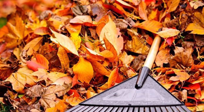 November v záhrade. To je príprava na zimný spánok a plánovanie na jar.
