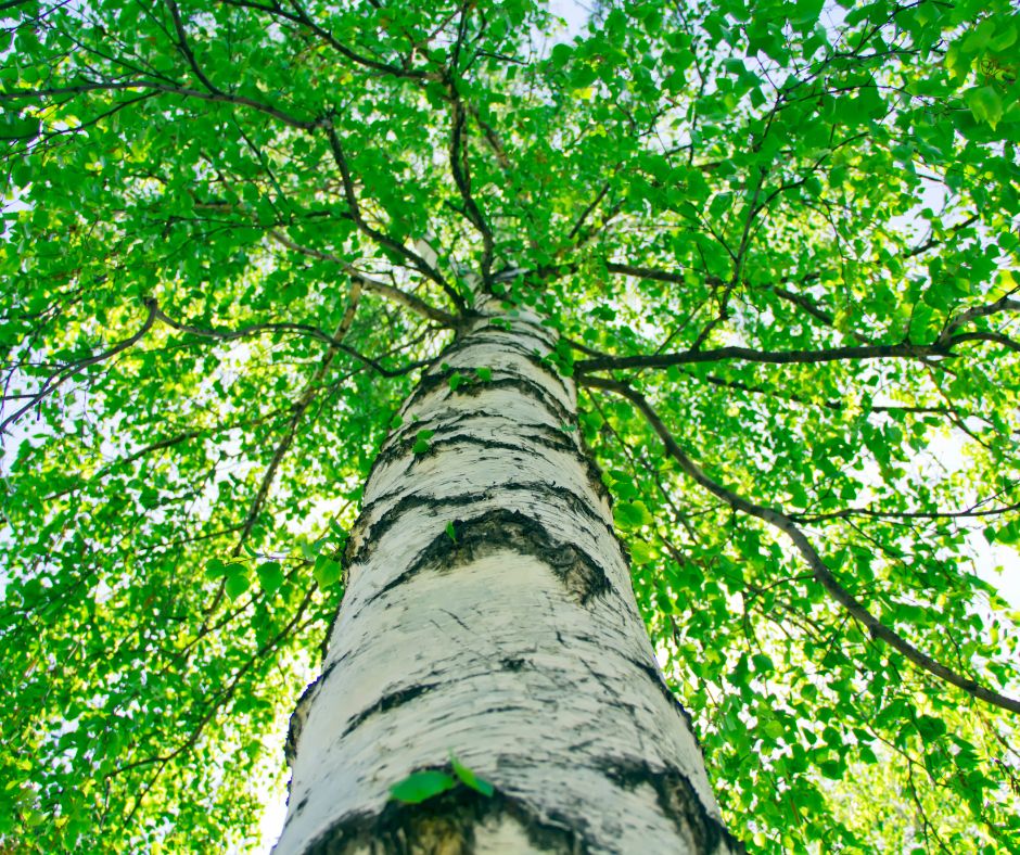 Už oddávna je breza čistiaca, prináša sviežosť a pomáha odľahčiť naše telo od vody a toxínov. Brezové listy sú medzi prvými, ktoré vítajú jar. 