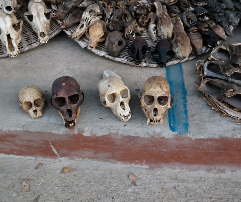 Keď sa povie Voodoo, mnohým sa v mysli vybavia bábiky prepichnuté ihlami, temné rituály a tajomné obrady. Pravda je však oveľa komplexnejšia. Voodoo, alebo správnejšie Vodou, je starodávne náboženstvo s hlbokými koreňmi v Afrike, ktoré sa postupne rozšírilo do Karibiku, najmä na Haiti, kde sa stalo neoddeliteľnou súčasťou kultúry a identity krajiny.
