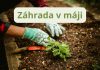 Máj je pre záhradkárov jedným z najkrajších, ale aj najintenzívnejších mesiacov v roku. Príroda je v plnom rozkvete, dni sú dlhšie a teplejšie, a záhrada sa prebudila do svojej plnej sily.