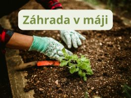 Máj je pre záhradkárov jedným z najkrajších, ale aj najintenzívnejších mesiacov v roku. Príroda je v plnom rozkvete, dni sú dlhšie a teplejšie, a záhrada sa prebudila do svojej plnej sily.