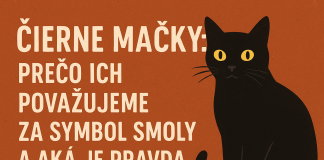 Čierne mačky odjakživa vzbudzovali pozornosť. Pre jedných sú tajomné a elegantné, pre iných symbolom smoly a nešťastia.
