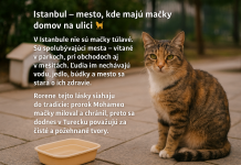 Istanbul – mesto, kde majú mačky domov na ulici Ak zavítate do Istanbulu, očarí vás jeho atmosféra – vôňa korenia na bazároch, výhľad na Bosporský prieliv či majestátne mešity. No jedno vás prekvapí ešte viac: mačky sú tu všade a patria k mestu rovnako ako minarety či čajovne.