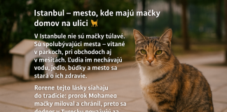 Ak zavítate do Istanbulu, očarí vás jeho atmosféra – vôňa korenia na bazároch, výhľad na Bosporský prieliv či majestátne mešity. No jedno vás prekvapí ešte viac: mačky sú tu všade a patria k mestu rovnako ako minarety či čajovne.