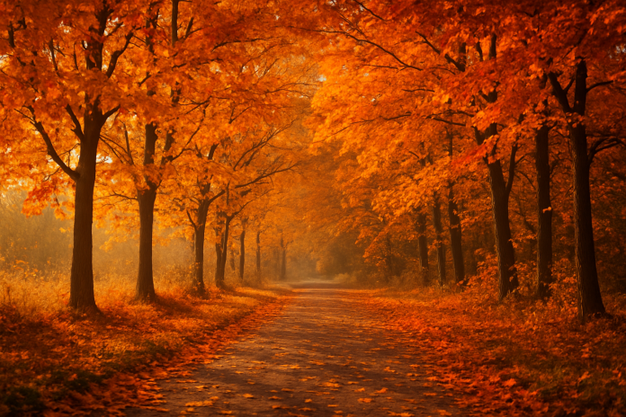 Október je mesiac plný farieb, premeny a vďačnosti. Prináša so sebou jemnú, no silnú energiu, ktorá nás učí zastaviť sa, zhlboka sa nadýchnuť a uvedomiť si krásu prítomného okamihu.